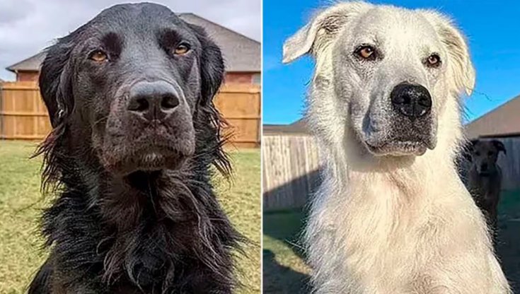Buster il cane che ha cambiato colore
