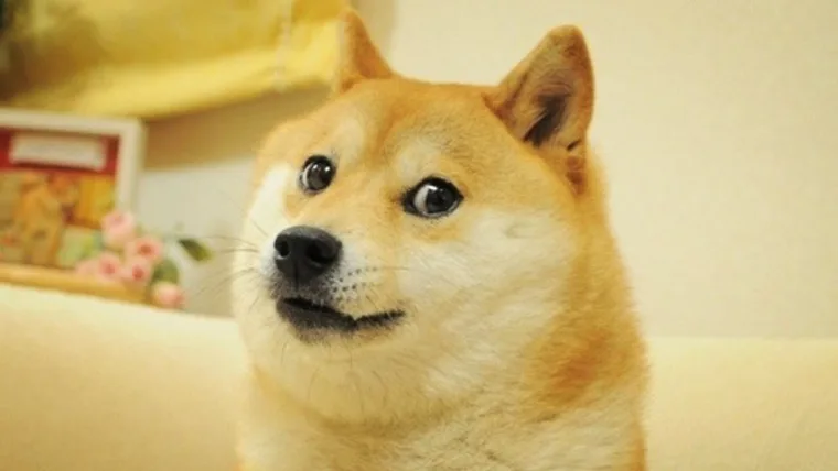 Kabosu "doge" meme